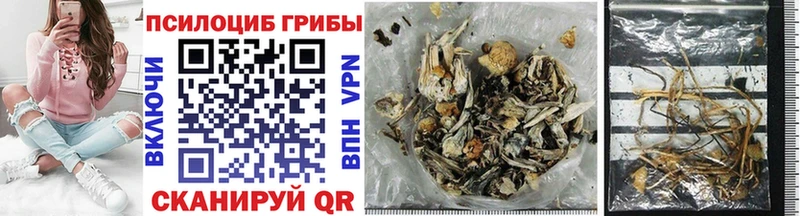 дарнет шоп  Гудермес  Галлюциногенные грибы Psilocybe 