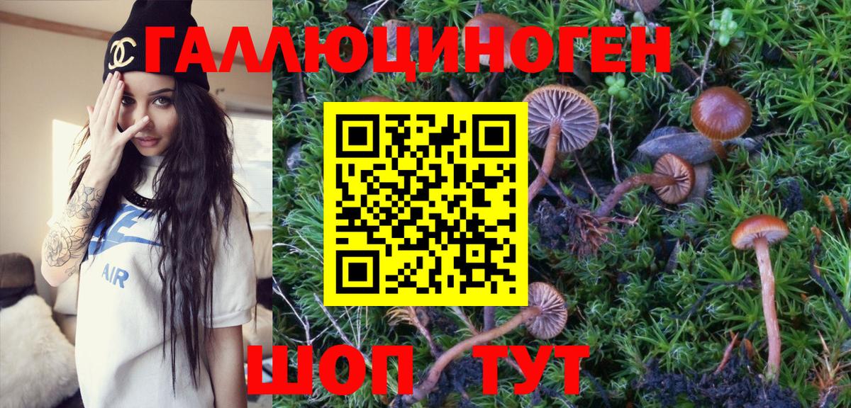 как найти наркотики  Вход с VPN  Гудермес  Галлюциногенные грибы Psilocybe 